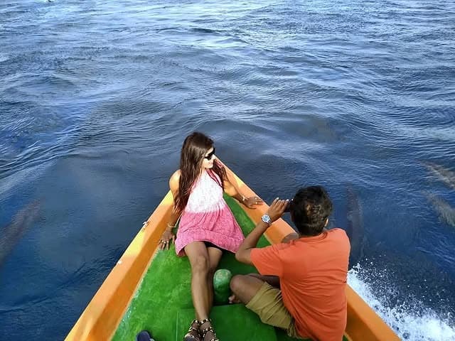 Dolphins